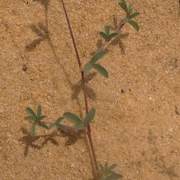 Aphyllodium biarticulatum (L.) Gagnep.